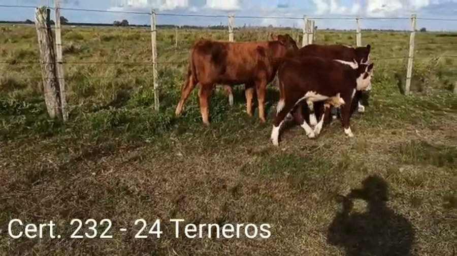 Lote TERNEROS