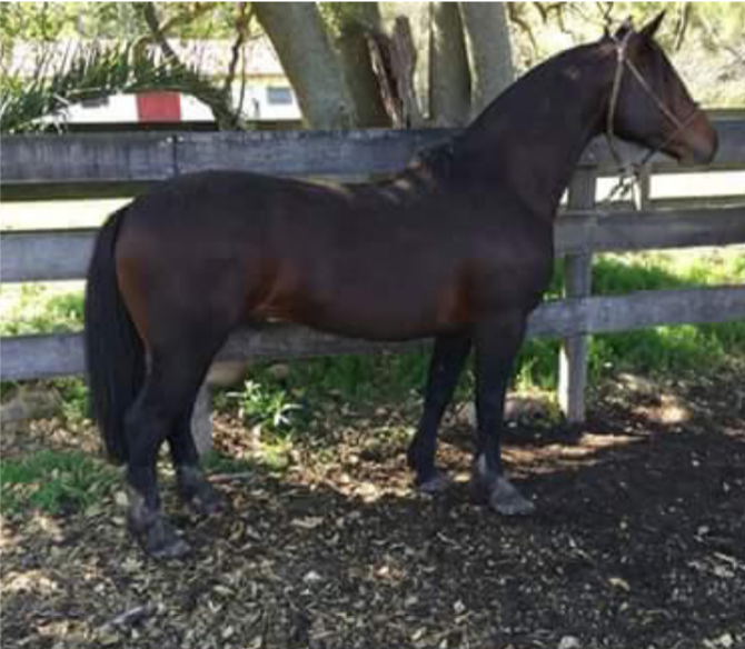 Lote ESPIÃO CALA BASSA