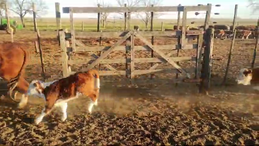 Lote Lote de pruebas