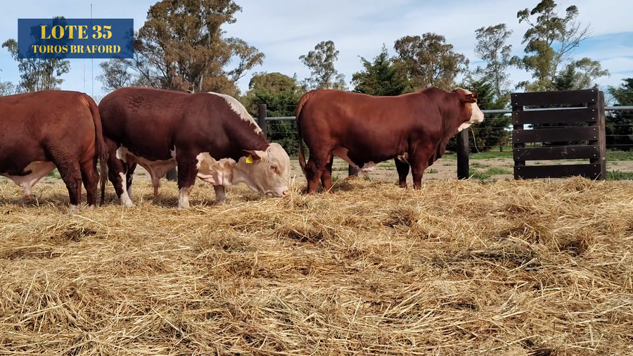 Lote TOROS BRAFORD