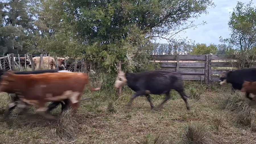 Lote 80 Terneros/as en Buenos Aires, Mercedes