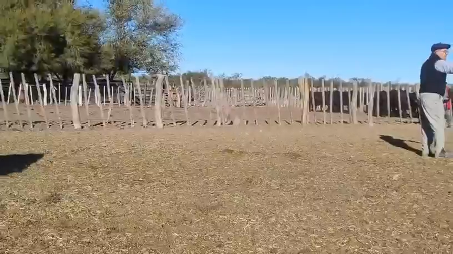 Lote 60 Terneros en Algarrobo del Aguila, La Pampa