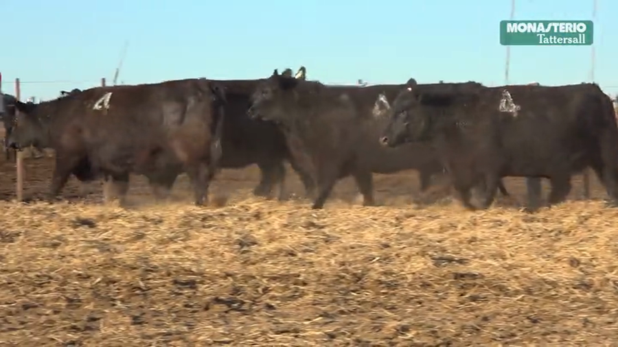 Lote Vaquillas  con Crias Tres Molinos