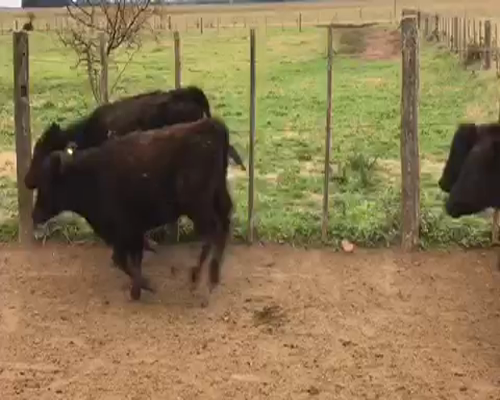 Lote 81 Terneros en San Vicente, Buenos Aires