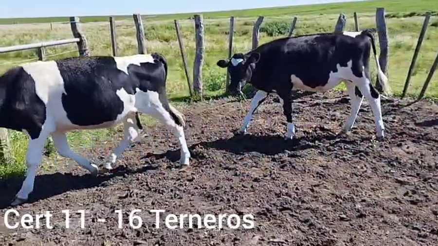 Lote TERNEROS