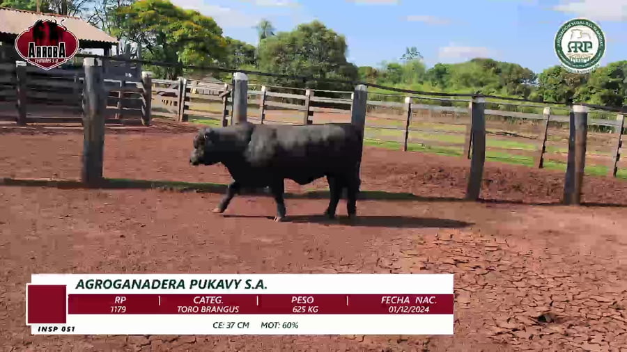 Lote TORO BRANGUS