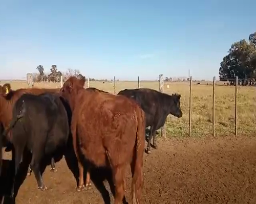 Lote 45 vacas preñadas - B. Bavio Magdalena Pcia Bs As