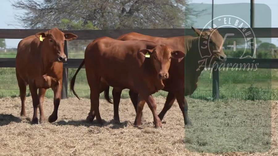 Lote Vaquillona con servicio