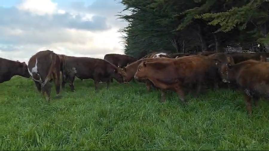 Lote 20 Ternero en Ancud, X Región Los Lagos