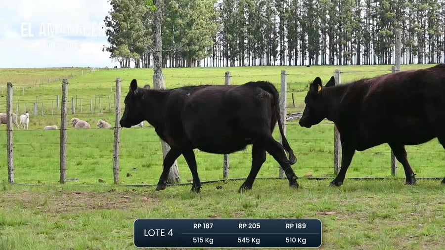 Lote Vaquillonas preñadas