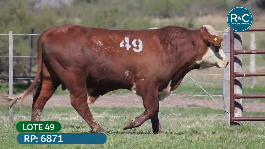 Lote Toros señal 22