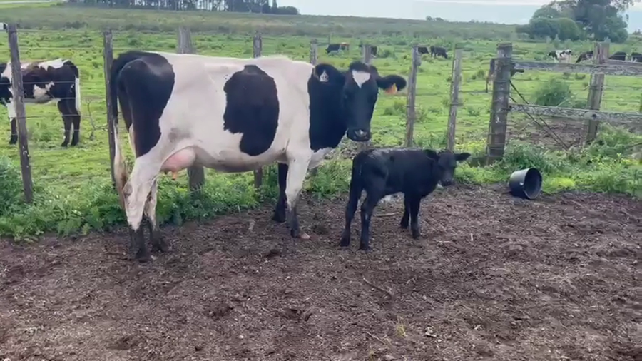 Lote 2 Piezas de cría a remate en Pantalla Camy, San José