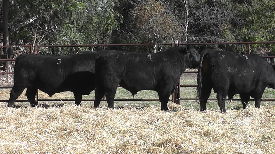 Lote TOROS PUROS DE PEDIGREE
