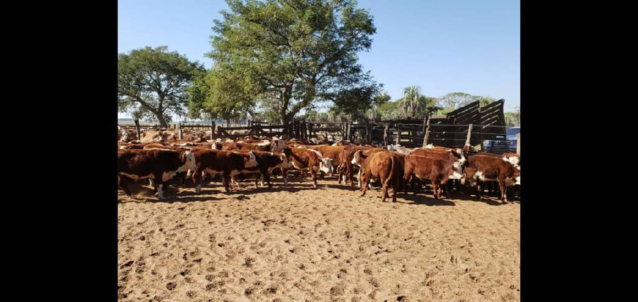 Lote 140 Terneros en San Roque, Corrientes