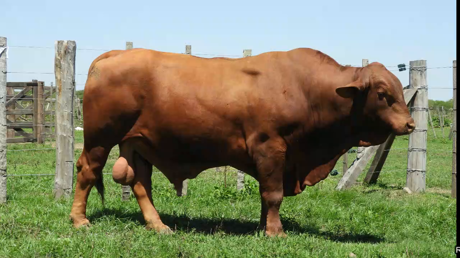 Lote TORO BRANGUS