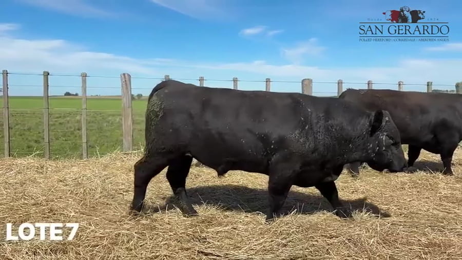 Lote Toros Aberdeen Angus