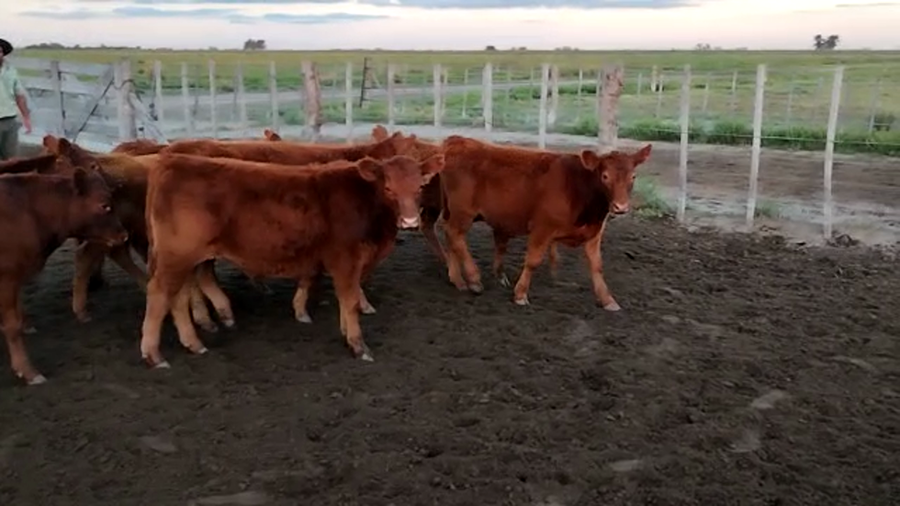 Lote 73 Terneros en Pehuajó, Buenos Aires