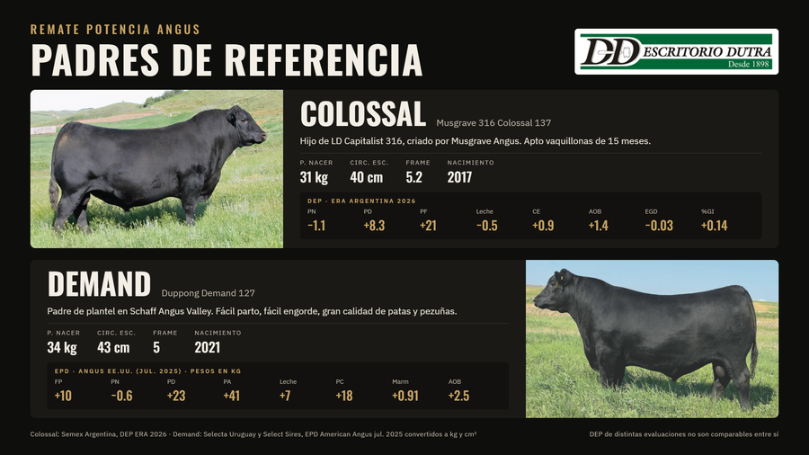 Lote Lote 1