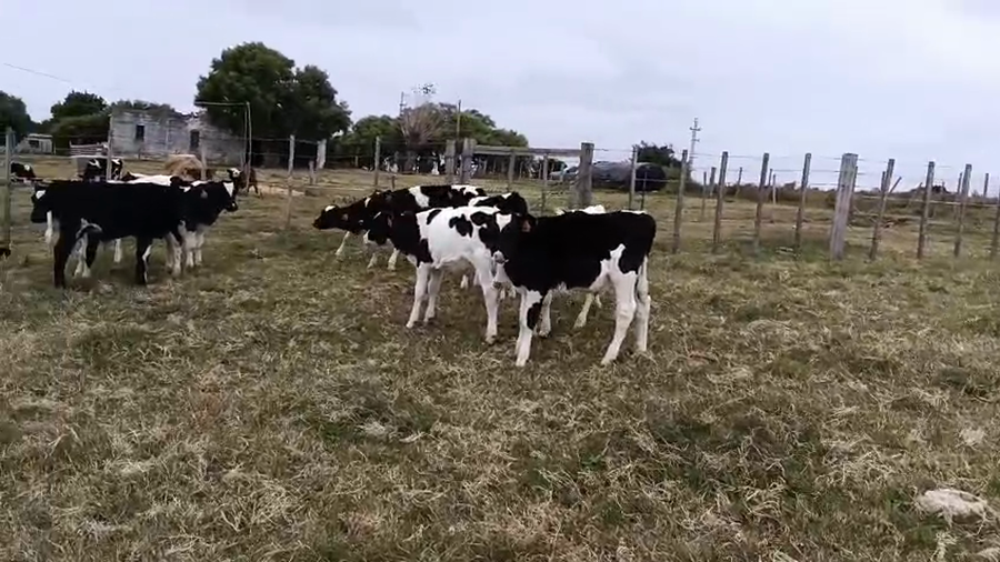 Lote 14 Terneros a remate en Pantalla Especial de Otoño, San José