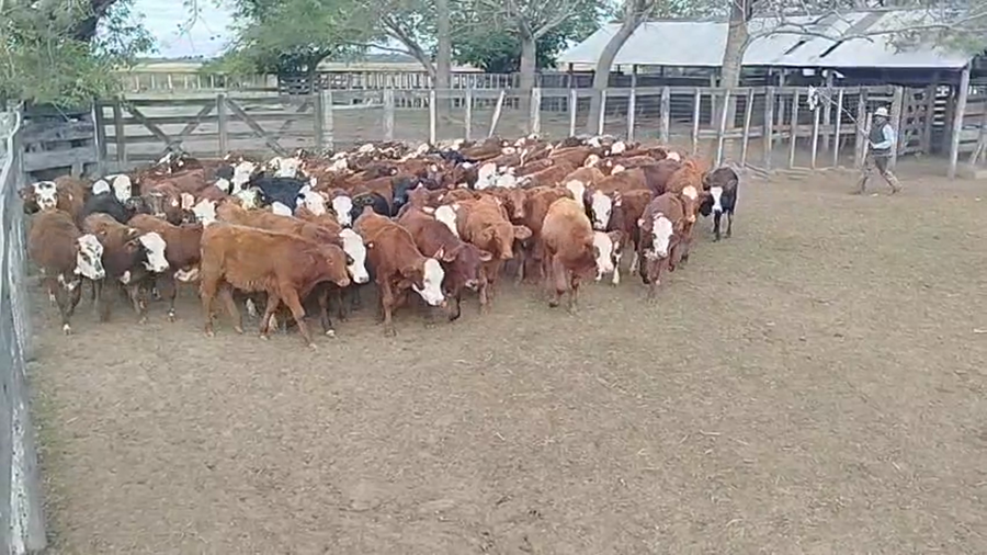 Lote 145 Terneros/as