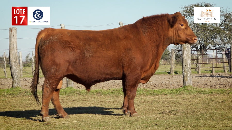 Lote LOTE 17 - TOROS ANGUS COLORADO PC NO. 3