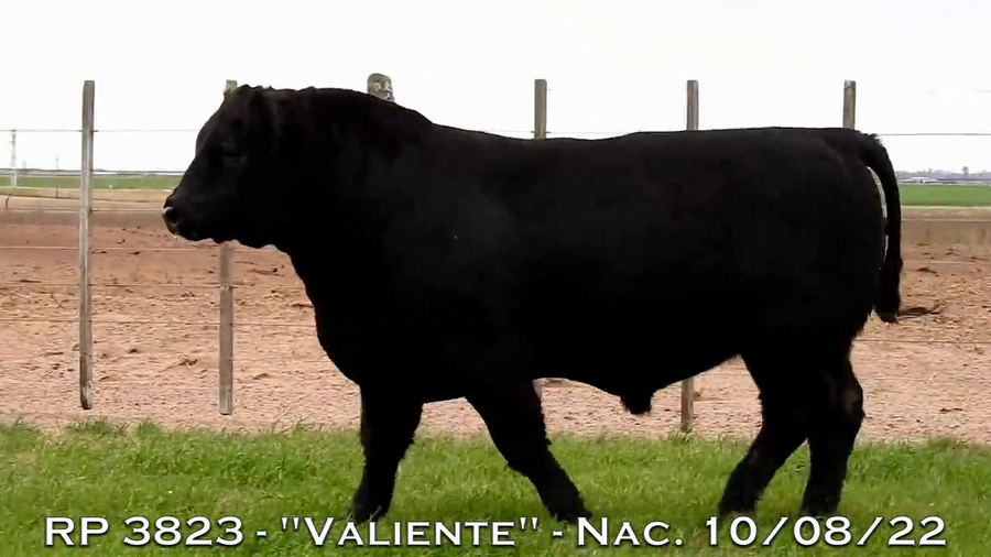 Lote TOROS PUROS DE PEDIGREE