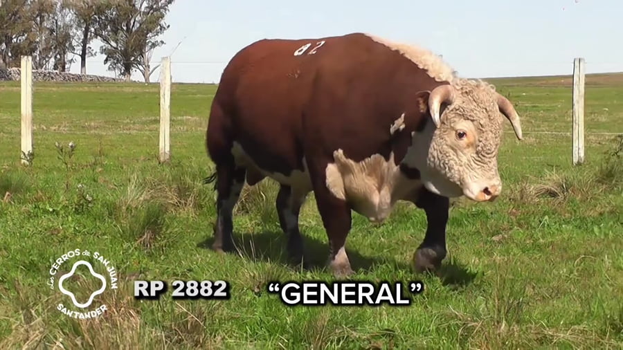 Lote Toro Hereford PO de 3 años
