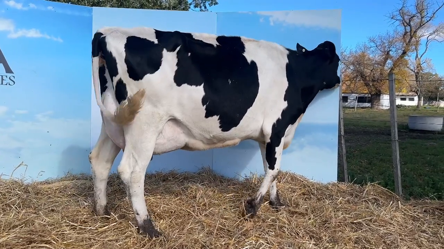 Lote VACAS PARIDAS CABAÑA MALKE-KO