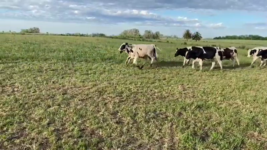 Lote 28 Terneros en Nogoyá, Entre Ríos