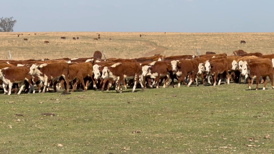 Lote 114 Terneros/as en Corrientes, Mercedes