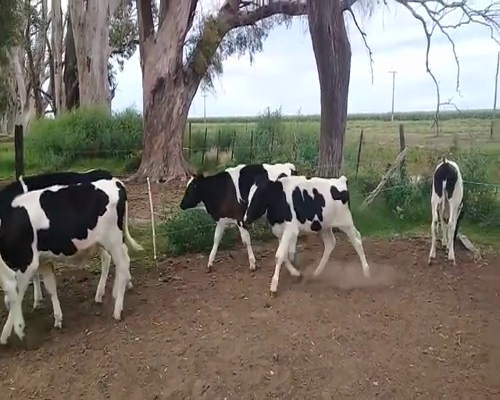 Lote 16 Terneros Holandos