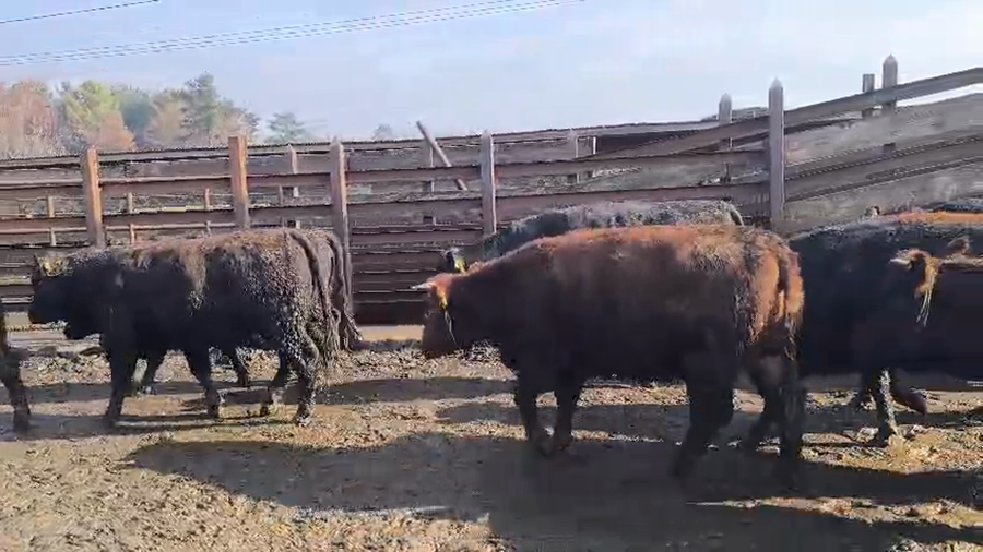 Lote 20 Vaquilla Gorda en Los Ángeles, VIII Región Biobío