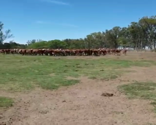Lote 160 Novillitos en Arroyo Clé, Entre Ríos