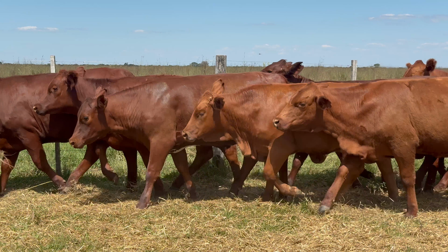 Lote 76 Terneras en Corrientes, Nueve de Julio