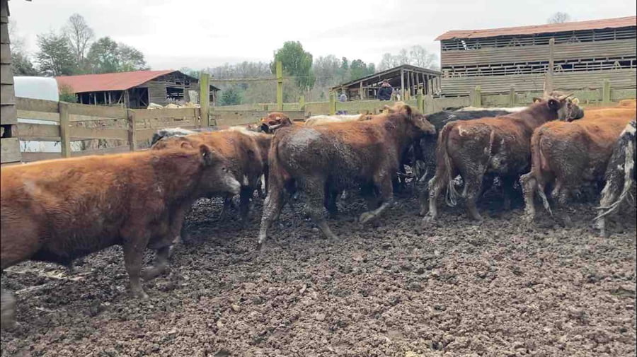Lote 23 Novillo Engorda en Frutillar, X Región Los Lagos