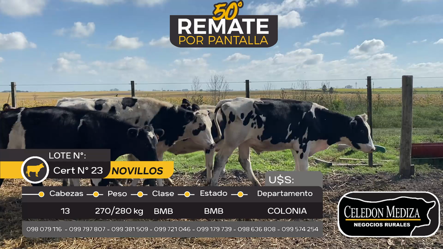 Lote 13 Novillos en Agraciada, Colonia
