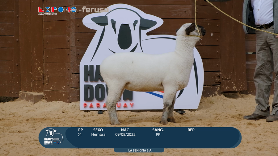 Lote LOTE 45 - BOZAL