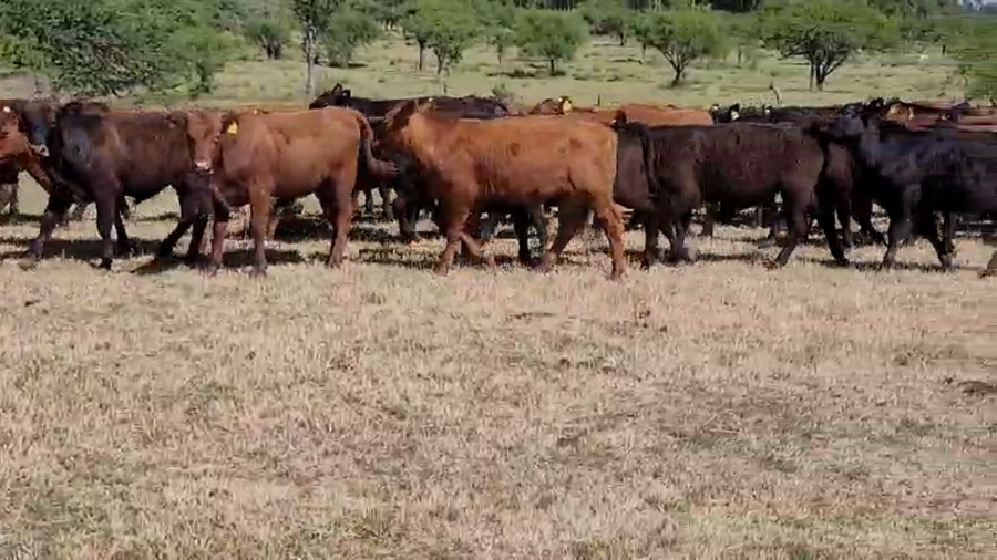 Lote 120 Terneros en Villaguay, Entre Ríos