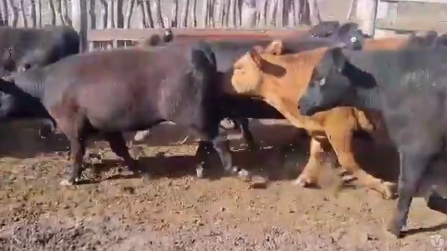 Lote 94 Novillitos y Vaquillonas