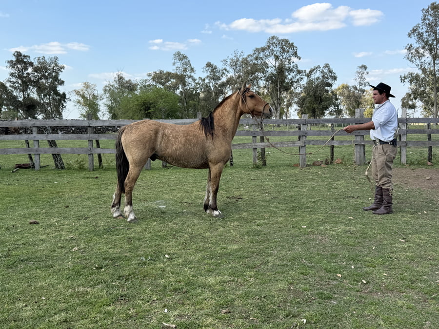 Lote Macho gatiado manso