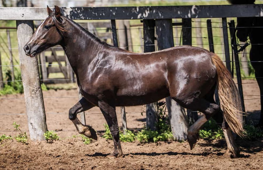 Lote TAÑIDO NOBLEZA
