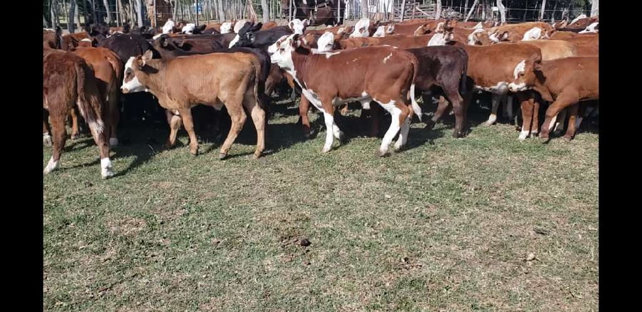 Lote 85 Terneros/as en Villaguay, Entre Ríos