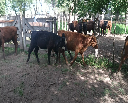 Lote 29 Terneras en Gral. Lamadrid, Buenos Aires