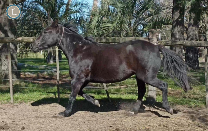 Lote TARANTULA MOLLES