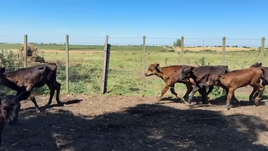 Lote TERNEROS Y TERNERAS
