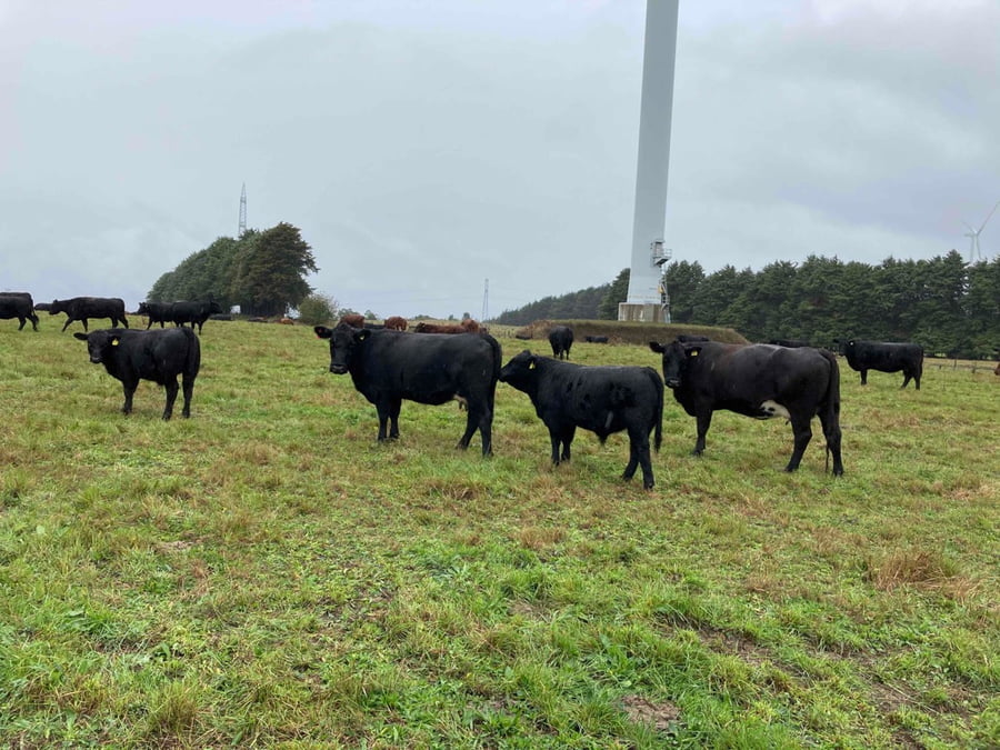 Lote 120 Ternero en Puerto Varas, X Región Los Lagos