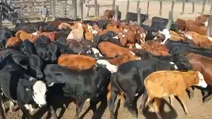 Lote 68 Vaquillonas en Intiyaco, Santa Fe