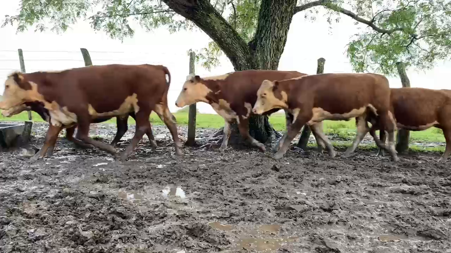 Lote 75 Novillitos y vaquillonas