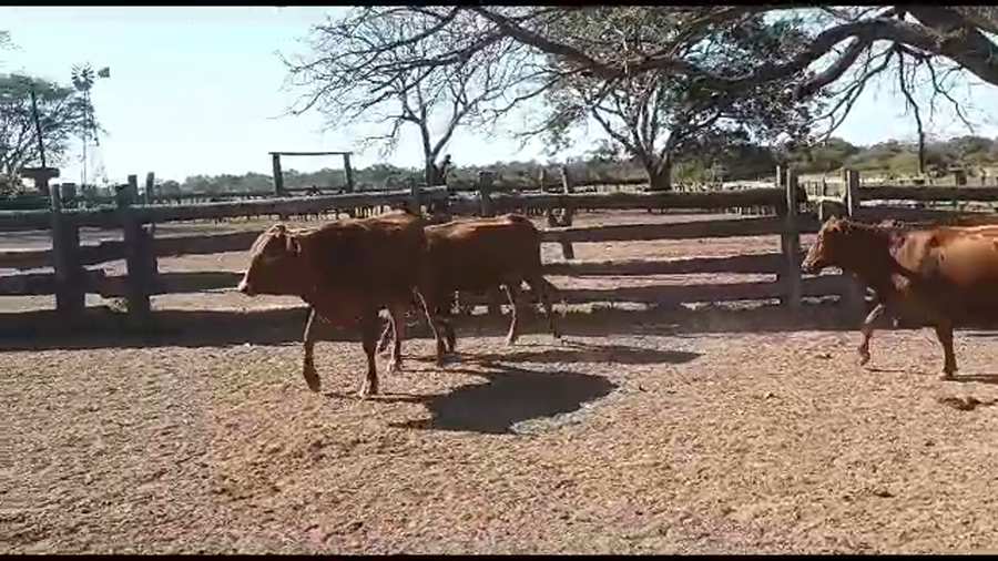 Lote VAQUILLONAS PARIDAS