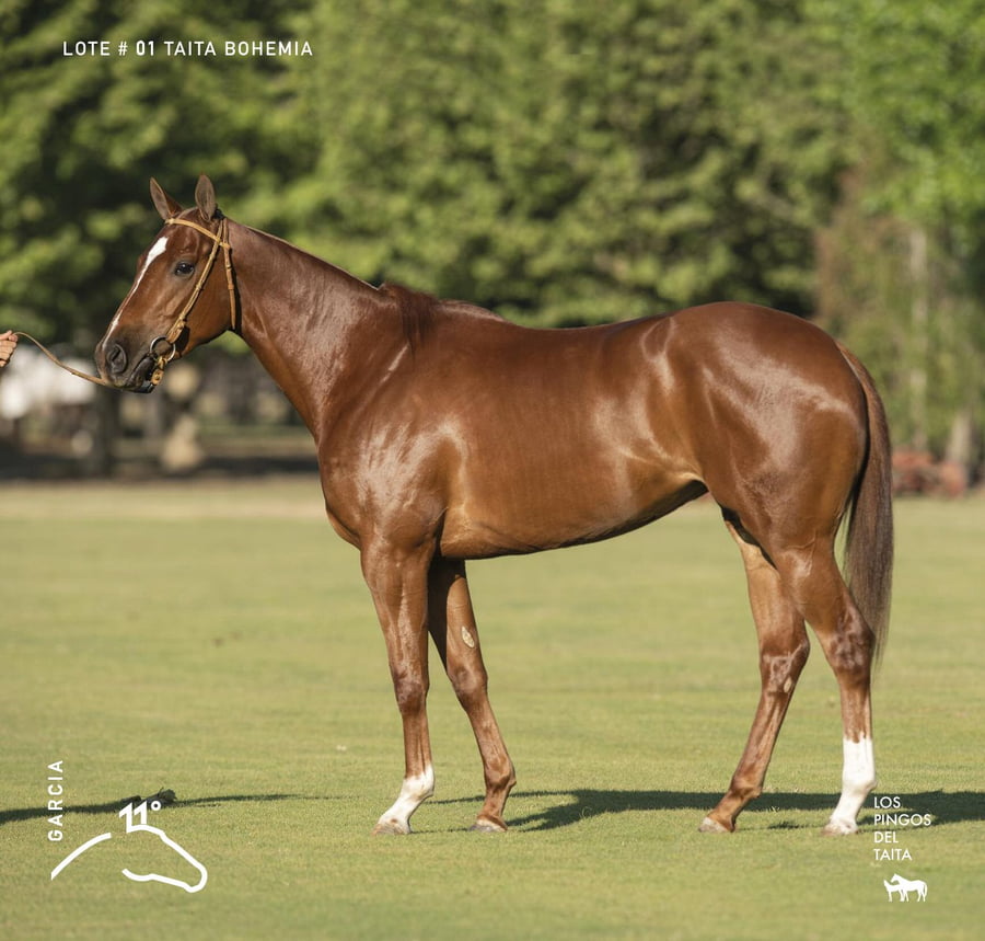 Lote TAITA BOHEMIA - T/E (MACHITOS CHELO - DOLFINA AVENTURA)